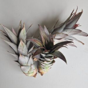 pineapple cuttings seeds del mundo