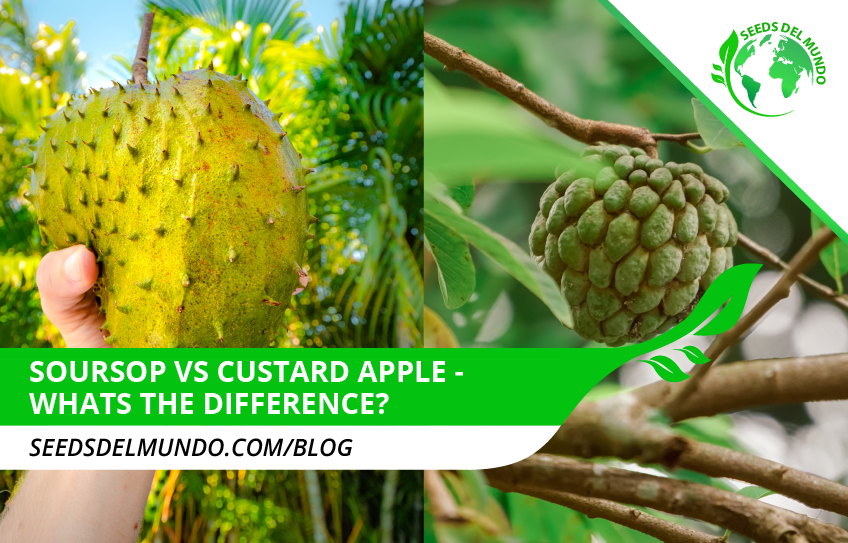 soursop vs custard apple - the difference