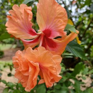 Hibiscs El Capitolio Tequila Sunrise