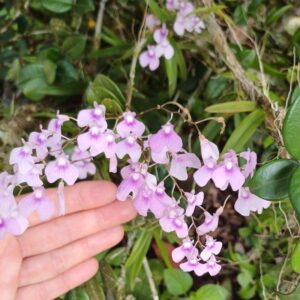 Ionopsis ultricularoides mini orchid violet