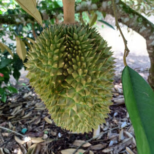 The Durio zibethinus variety Musang King Mao Shan Wang