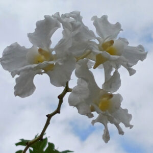 Vanda Miss Joaquim 'Alba'