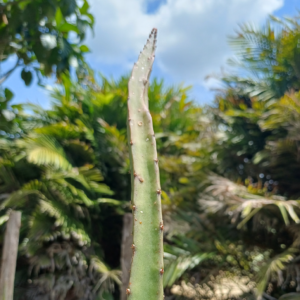 Hylocereus Black Africanis