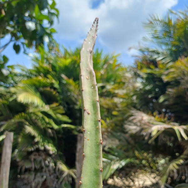 Hylocereus Black Africanis